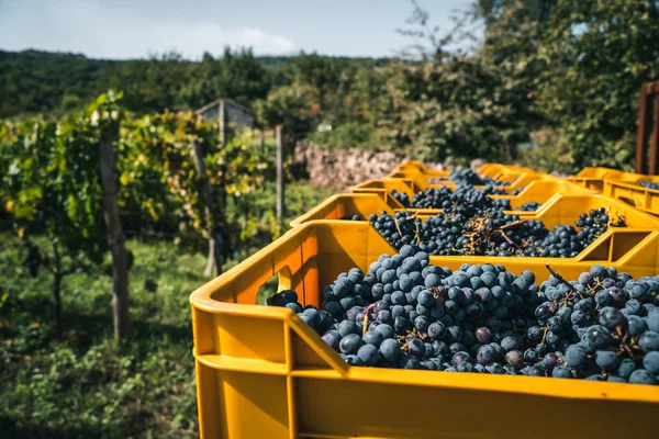 Grapes Yellow Boxes — Stock Photo, Image