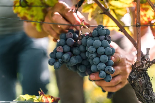 Close Hands Picking Grapes Grapevine Harvest — Stock Photo, Image