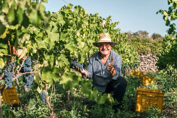 Фермер Винограднике — стоковое фото
