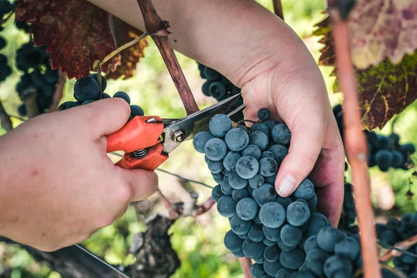 Woman Cutting Picking Grapes Vineplant — Stock Photo, Image