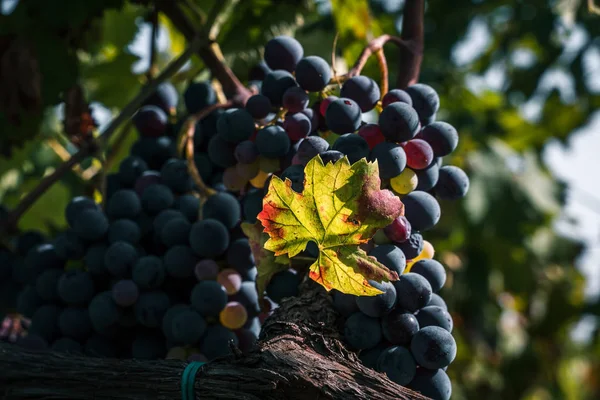 Bunch Grapes Red Wine Background — Stock Photo, Image