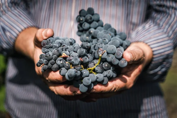 Agricultor Sosteniendo Racimo Uvas Sus Manos — Foto de Stock