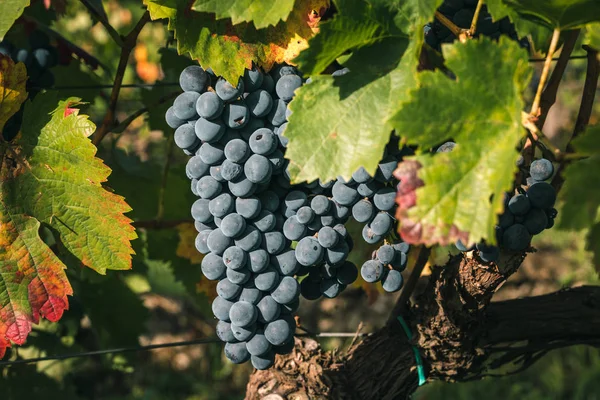 Colores Otoñales Viñedo Durante Vendimia Primer Plano Racimo Uvas Vid — Foto de Stock