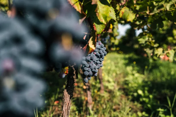 Druiven Van Rode Wijn — Stockfoto
