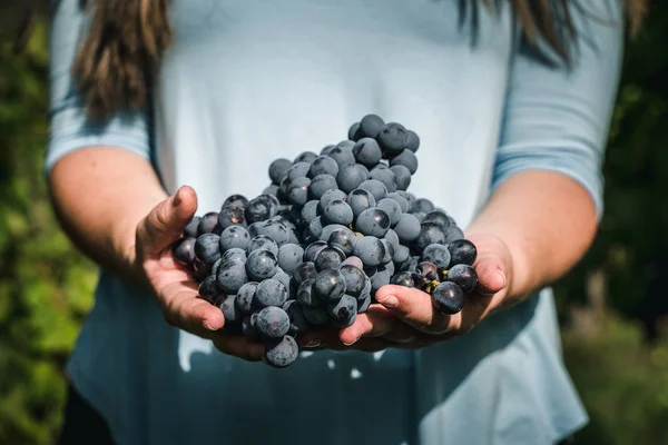 Mujer Joven Sosteniendo Ramo Uvas —  Fotos de Stock