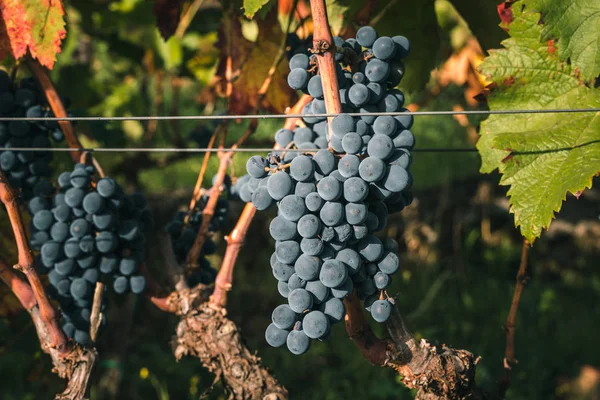 Uvas Maduras Cerca —  Fotos de Stock