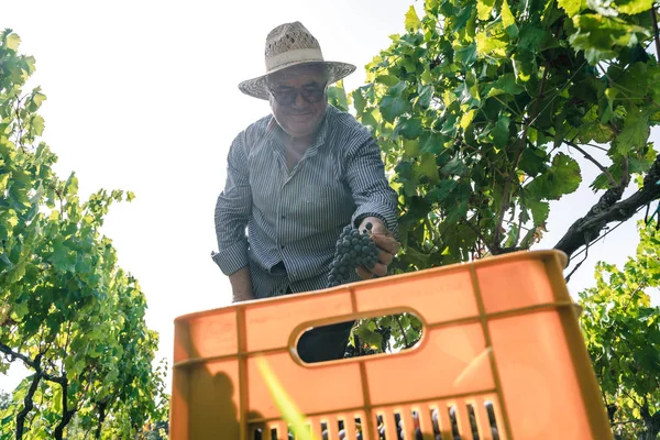 Человек Работающий Винограднике Собирающий Виноград Виноградника — стоковое фото
