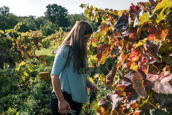 Молодая Женщина Работает Виноградном Дворе — стоковое фото