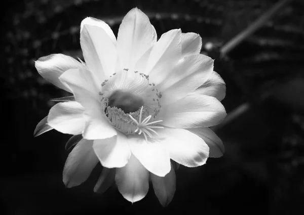 Een Prachtige Tedere Echinopsis Stekelige Cactusbloem Een Natuurlijke Wonder Zwart — Stockfoto