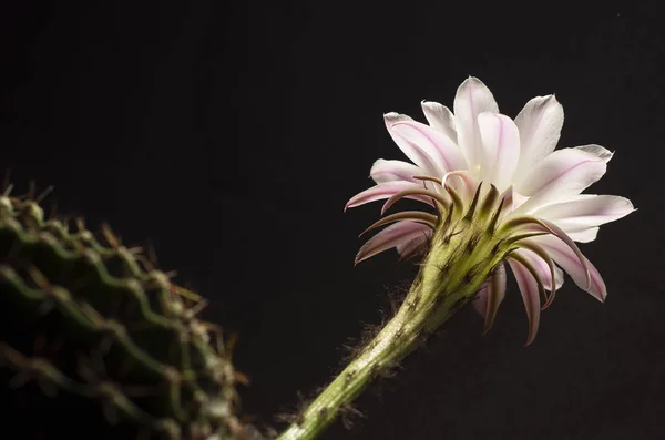 Mooie Zachte Roze Cactusbloem — Stockfoto