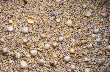 Üstten görünüm birçok küçük kabukları. Çakıl Plajı kabukları arka plan ile.