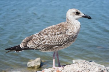 Seabird deniz arka plan üzerinde