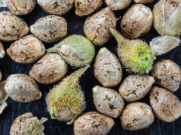 soyulmamış Esrar Tohumlar arka planda makro. Üstten Görünüm.
