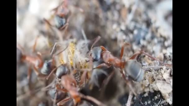 Uma colónia de formigas funciona. Formigas estão trabalhando em seu formigueiro — Vídeo de Stock