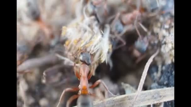 Ameisenkolonie bei der Arbeit. Ameisen arbeiten in ihrem Ameisenhaufen — Stockvideo