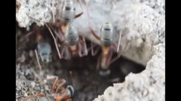 Eine Ameisenkolonie funktioniert. Ameisen arbeiten im Eingang ihres Ameisenhaufens — Stockvideo