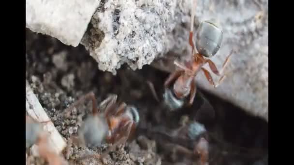 Een mier kolonie werkt. De mieren zijn aan de ingang van hun Anthill — Stockvideo