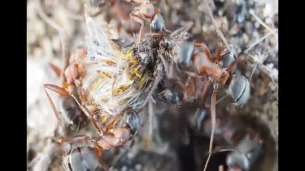 Une colonie de fourmis fonctionne. Les fourmis travaillent autour de l'entrée de la fourmilière — Video