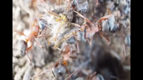 Uma colónia de formigas funciona. Formigas estão trabalhando na superfície de um formigueiro — Vídeo de Stock