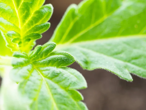 Sprout of medical marijuana plant growing indoor. Cannabis plant close-up