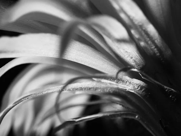 Bir çiçek çiçek lenme kaktüs siyah ve beyaz makro parçası — Stok fotoğraf