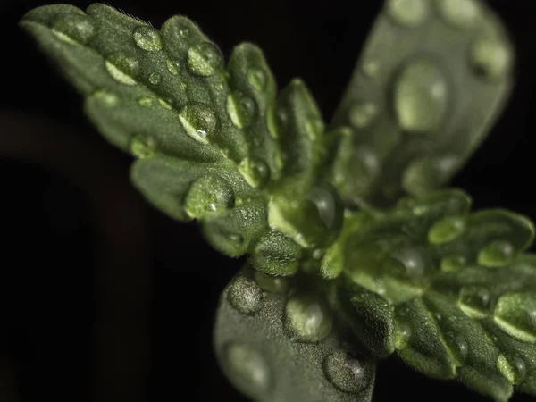 Medicinale plant marihuana in de eerste fase van de groei. CBD genetica. Macro. Op de bladeren van een druppel water. — Stockfoto