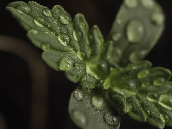 Молодий пагін рослини марихуани з першим листям на тлі грунту. Проростаюча рослина з конопель. Вибірковий фокус. крупним планом — стокове фото
