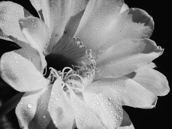 Λουλούδι άνθισμα κάκτος echinopsis obrepanda μαύρο και άσπρο. κοντινό — Φωτογραφία Αρχείου