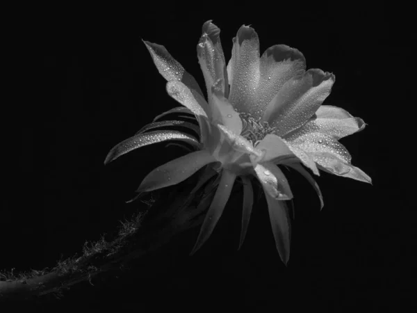 Bloem Bloeiende cactus Echinopsis obrepanda zwart en wit. Close-up — Stockfoto