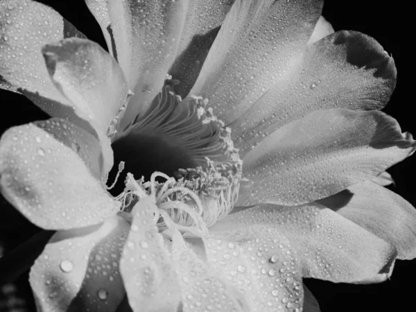 Květinová kvetoucí kaktusy Echinopsis obrepanda černá a bílá. Zavřít — Stock fotografie