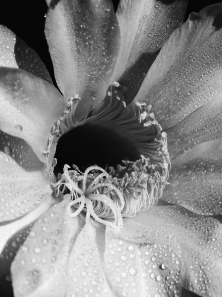 Bloem Bloeiende cactus Echinopsis obrepanda zwart en wit. Close-up — Stockfoto