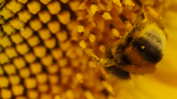 Bumblebee no campo de girassol durante o pôr do sol, Incrível belo fundo close-up — Vídeo de Stock