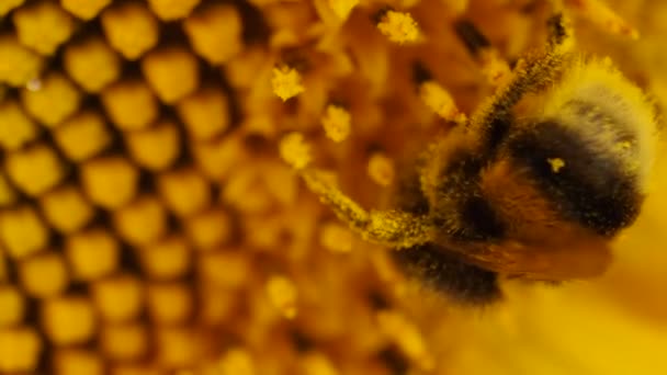 Bumblebee no campo de girassol durante o pôr do sol, Incrível belo fundo close-up — Vídeo de Stock