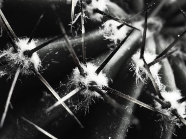 dikenler Ile kaktüs Echinopsis yatay bw yakın çekim