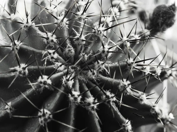 Κάκτος με αγκάθια Echinopsis οριζόντιο μαύρο και λευκό κοντινό-up — Φωτογραφία Αρχείου