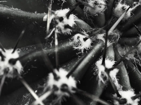 Cactus met stekels Echinopsis horizontaal BW close-up — Stockfoto