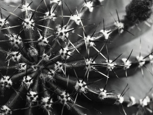 Κάκτος με σπονδυλικές στήλες Echinopsis κατακόρυφου βάρους — Φωτογραφία Αρχείου