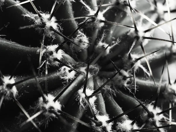 Κάκτος με σπονδυλικές στήλες Echinopsis οριζόντιο σ.β. — Φωτογραφία Αρχείου