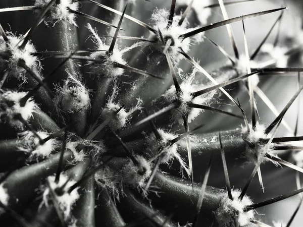 Κάκτος με σπονδυλικές στήλες Echinopsis οριζόντιο σ.β. — Φωτογραφία Αρχείου