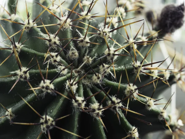 Κάκτος με αγκάθια Echinopsis οριζόντιο κοντινό — Φωτογραφία Αρχείου