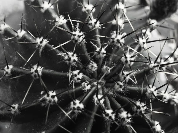 Κάκτος με σπονδυλικές στήλες Echinopsis οριζόντιο σ.β. — Φωτογραφία Αρχείου