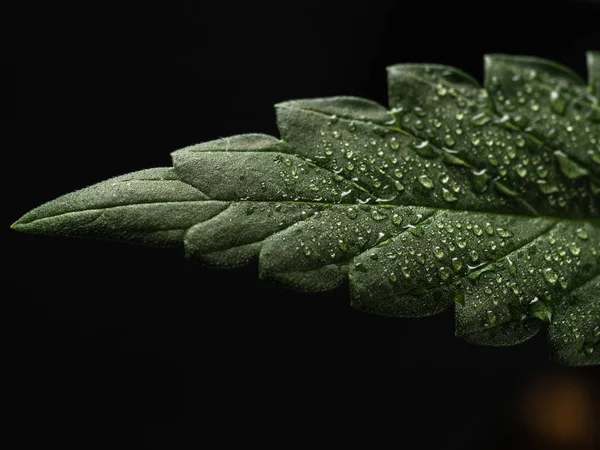 젊은 대마 식물. 녹색 젖은 잎. 클로즈업 — 스톡 사진