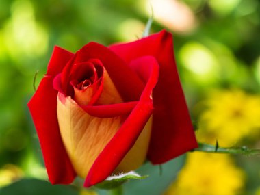 bulanıklık yeşil yaprakların bir arka plan üzerinde gül çiçeği