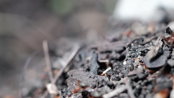 Veel Bosmieren Werken Een Mierenheuvel Bouwen Een Close — Stockvideo