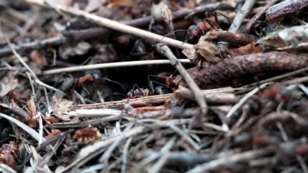 Nombreuses Fourmis Forestières Travaillent Construction Une Fourmilière Gros Plan — Video