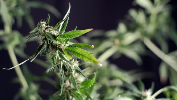 Vrouwelijke Bloem Van Medicinale Cannabis Close Donkere Achtergrond — Stockvideo