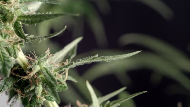 Flor Femenina Cannabis Medicinal Primer Plano Fondo Oscuro — Vídeos de Stock