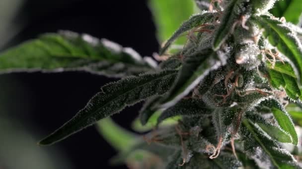 Kobiecy Kwiat Marihuany Medycznej Zbliżenie Ciemne Tło — Wideo stockowe