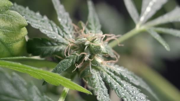医療大麻の女性の花 接近中だ 暗い背景だ — ストック動画