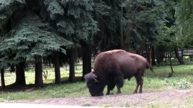 Çayırdaki bufalo ot yer. Yakınlarda ladin ve yaprak döken ağaçlar yetişir. 4 bin. geniş çekim